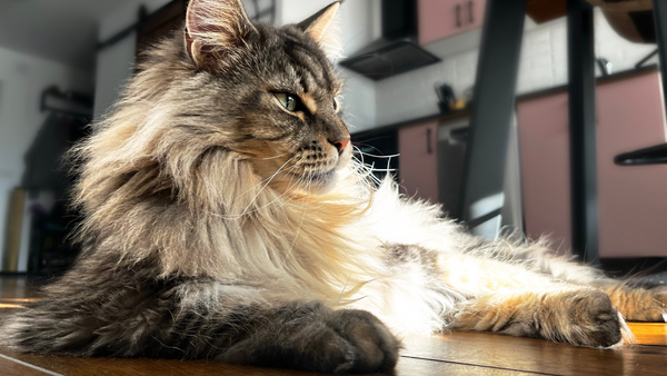 Maine Coon: O Gigante Gentil do Mundo Felino